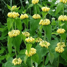 Зопник Рассела