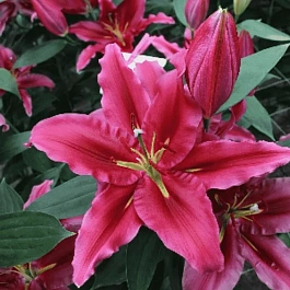 Лилия Peter Schenk