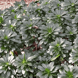 Молочай миндалевидный Robbiae