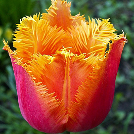 Тюльпан бахромчатый Ламбада