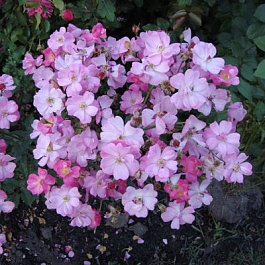 Роза Лавендер Дрим Штамб Роза Лавендер Дрим Штамб