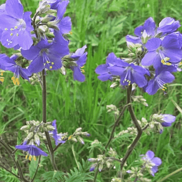 Синюха голубая Blue