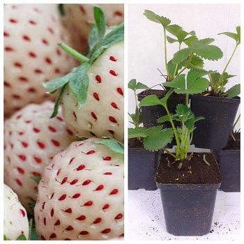 Земляника садовая Анабланка НАБОР 5ШТ