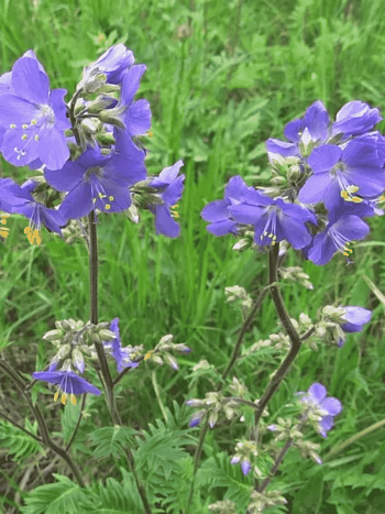 Синюха голубая Blue