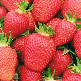 Земляника садовая Флер