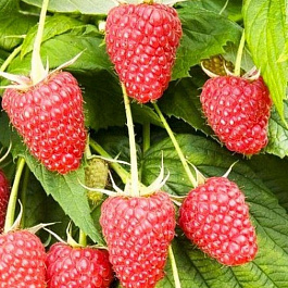 Малина ремонтантная Красная гвардия Малина ремонтантная Красная гвардия