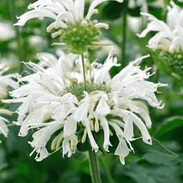 Монарда гибридная Bee-Bright