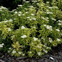 Спирея японская Albiflora
