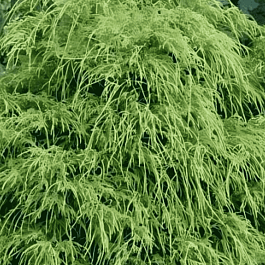 Кипарисовик горохоплодный Filifera Nana