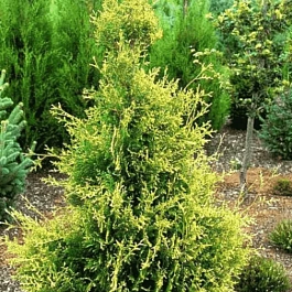 Туя  западная Golden Tip