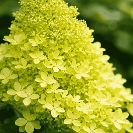 Гортензия метельчатая Magical Lime Sparkle ТОЛЬКО САМОВЫВОЗ