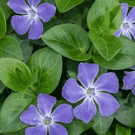 Барвинок большой