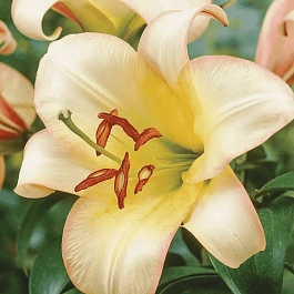 Лилия Boogie Woogie