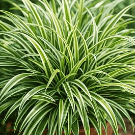 Осока Морроу Variegata