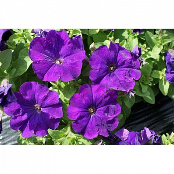 Петуния грандифлора Лимбо Джи Пи Мид Блю