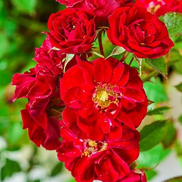 Роза почвопокровная Ред Фэйри Роза почвопокровная Ред Фэйри