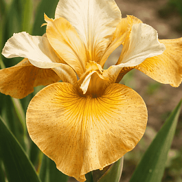 Ирис сибирский Butterscotch Fizz