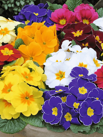 Примула бесстебельная Mix