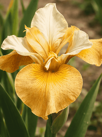 Ирис сибирский Butterscotch Fizz