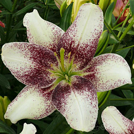 Лилия азиатская Танго Изи Спот