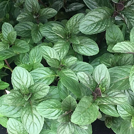 Мята Блэк Митчам