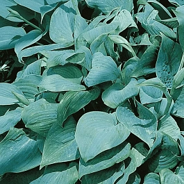 Хоста Зибольда True Blue
