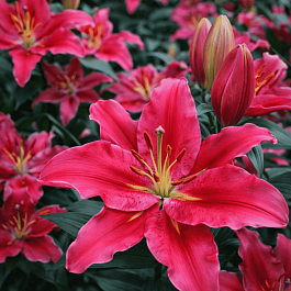 Лилия Peter Schenk