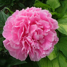 Пион травянистый Александр Флеминг