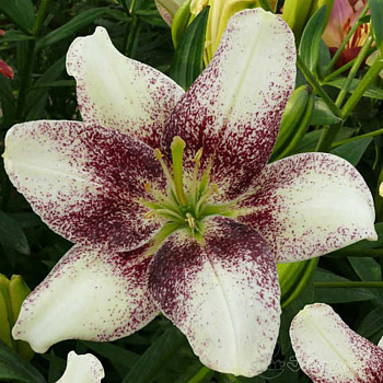 Лилия азиатская Танго Изи Спот