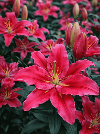 Лилия Peter Schenk