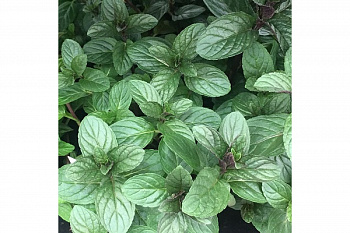 Мята Блэк Митчам Мята Блэк Митчам