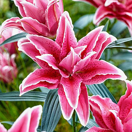 Лилия восточная махровая Дабл Фэнтази