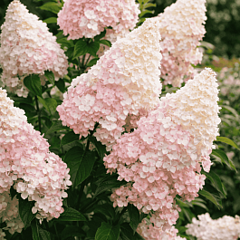 Гортензия метельчатая Little Fresco