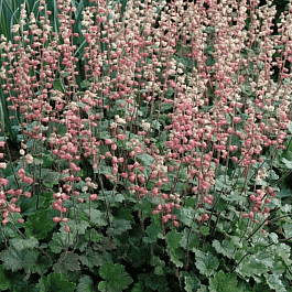 Теллима крупноцветковая