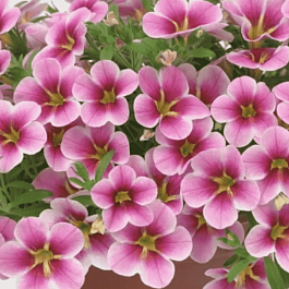 Калибрахоа Rave Pink Barbados