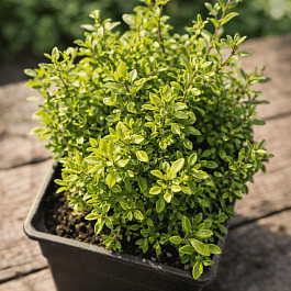 Тимьян Summerdreams Orange