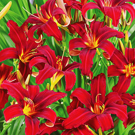 Лилейник Сrimson Pirate