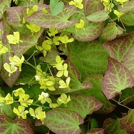 Горянка перальчиковая Frohnleiten