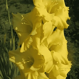 Гладиолус Alabama