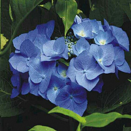 Гортензия крупнолистовая Блю Вейв Гортензия крупнолистовая Блю Вейв