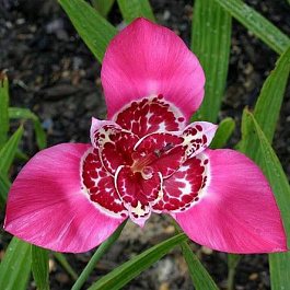 Тигридия павлинья Дарк-Пинк Тигридия павлинья Дарк-Пинк