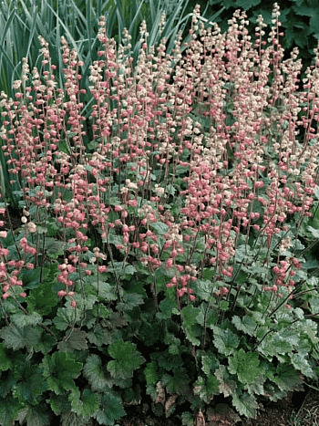 Теллима крупноцветковая