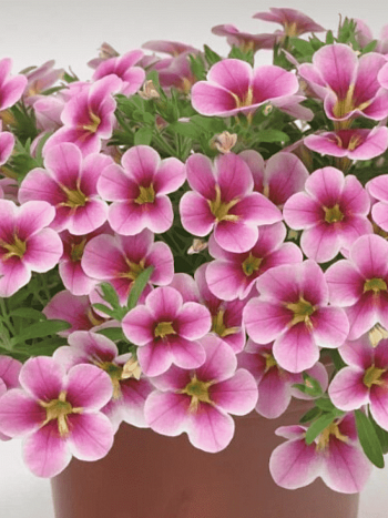 Калибрахоа Rave Pink Barbados