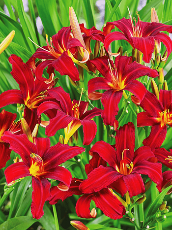 Лилейник Сrimson Pirate