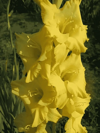 Гладиолус Alabama