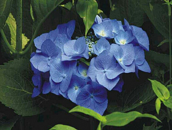 Гортензия крупнолистовая Блю Вейв