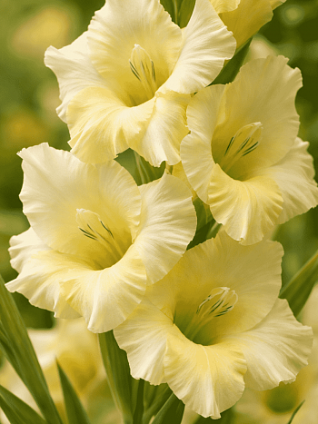 Гладиолус Debbyann