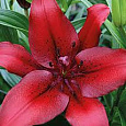 Лилия Ла-гибрид Ориджинал Лав