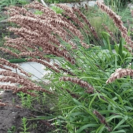 Перловник высокий Atropurpurea