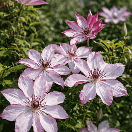 Клематис Omoshiro